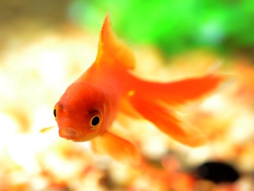 Do goldfish have longer attention spans than your potential new email subscribers?